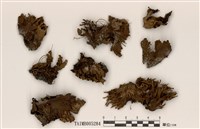 藏品(霜地卷)的圖片